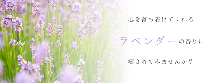 心を落ち着けてくれるラベンダーの香りに癒されてみませんか?